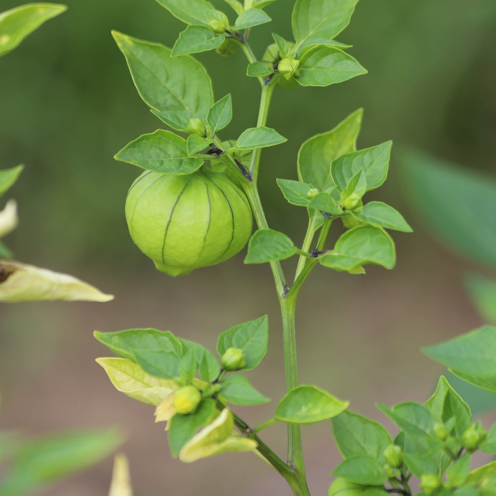 Seed packet for purple tomatillo seeds