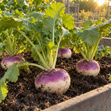 Purple Top White Globe Turnip Seeds growing in a home garden