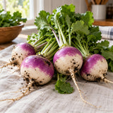 Purple Top White Globe Turnip Seeds harvest up close