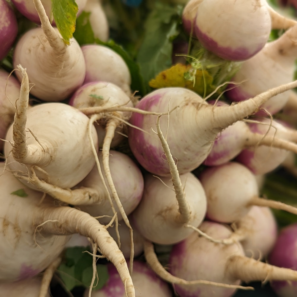 Seed packet for purple top white globe turnip seeds