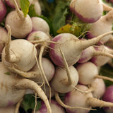 Seed packet for purple top white globe turnip seeds