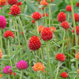 Seed packet for fiery sunrise gomphrena blend seeds