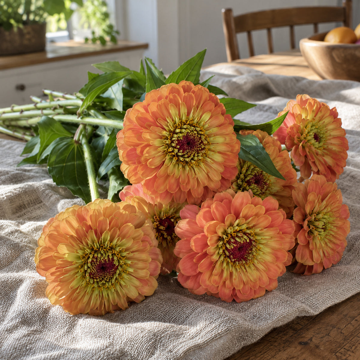 Queeny Lime Orange Zinnia Seeds harvest up close