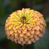 Seed packet for queeny lime orange zinnia seeds