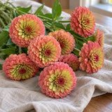Queeny Lime Red Zinnia Seeds harvest up close