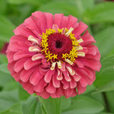 Queeny Lime Red Zinnia seed packet