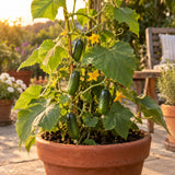 Quick Snack Cucumber Seeds growing in a home garden