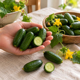 Quick Snack Cucumber Seeds harvest up close