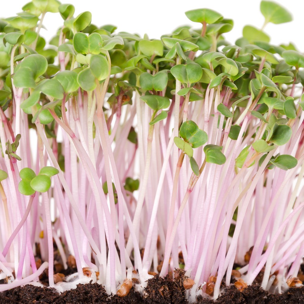 China Rose Radish Sprouts seed packet