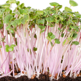 China Rose Radish Sprouts seed packet