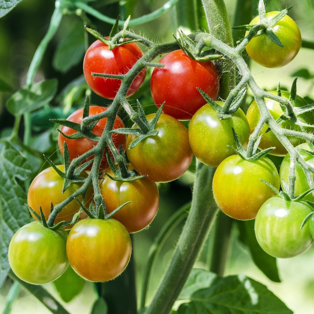 Seed packet for rainbow cherry tomato blend seeds