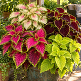 Rainbow Coleus Seeds growing in a home garden