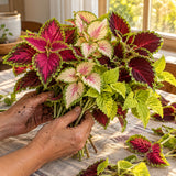 Rainbow Coleus Seeds harvest up close