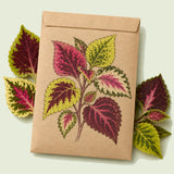 Kraft seed packet illustrated with Rainbow Coleus, with fresh Rainbow Coleus beside it