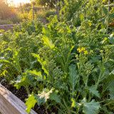 Rapini Broccoli Raab Seeds growing in a home garden