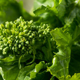 Seed packet for rapini broccoli raab seeds