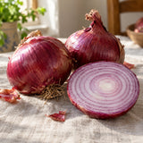 Red Amposta Onion Seeds harvest up close