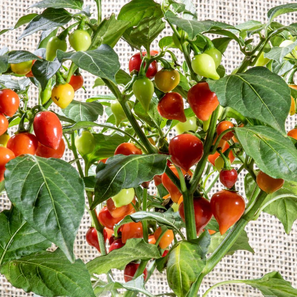 Seed packet for red and yellow biquinho pepper seeds