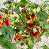 Seed packet for red and yellow biquinho pepper seeds