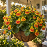 Red and Yellow Lady's Purse Seeds growing in a home garden