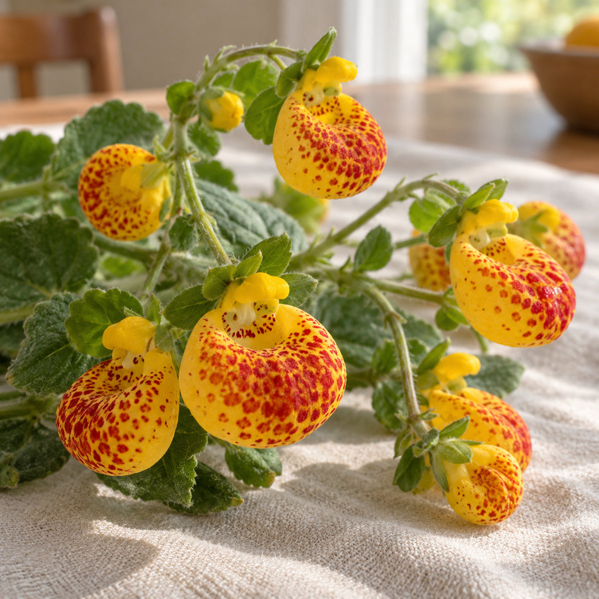 Red and Yellow Lady's Purse Seeds harvest up close