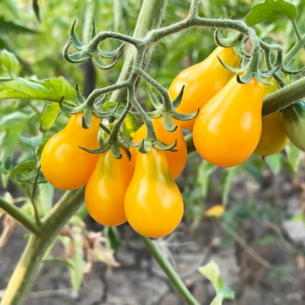 Seed packet for red and yellow pear cherry tomato seeds