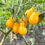 Seed packet for red and yellow pear cherry tomato seeds