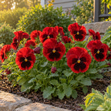 Red Blotch Pansy Seeds growing in a home garden