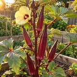 Red Burgundy Okra Seeds growing in a home garden