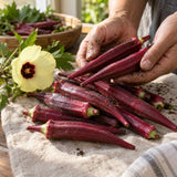 Red Burgundy Okra Seeds harvest up close