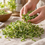 Red Clover Sprouts Seeds harvest up close