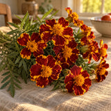 Red Metamorph French Marigold Seeds harvest up close