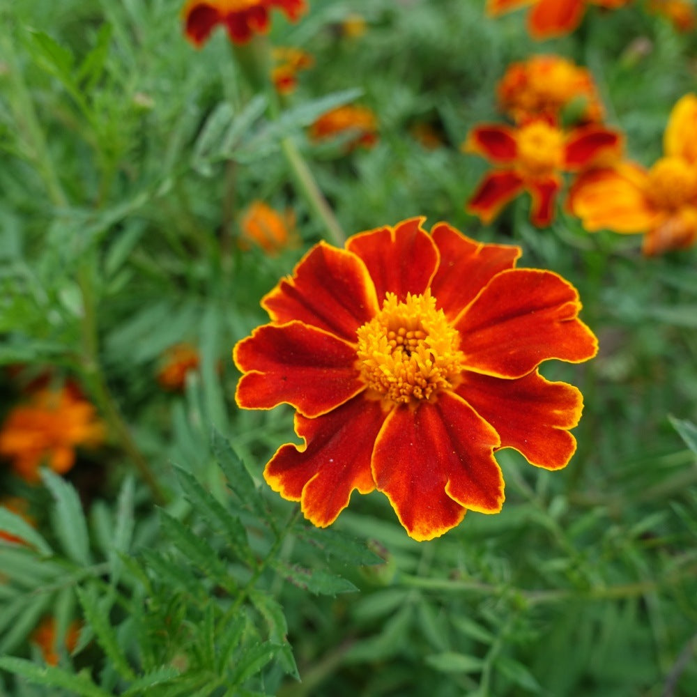 Red Metamorph French Marigold seeds