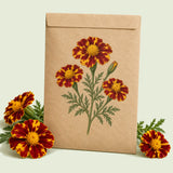 Kraft seed packet illustrated with Red Metamorph French Marigold, with fresh Red Metamorph French Marigold beside it