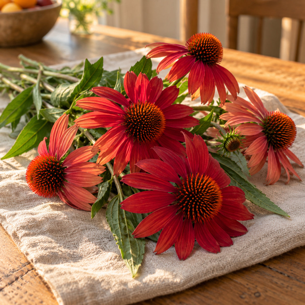Red Ombre Echinacea Seeds harvest up close