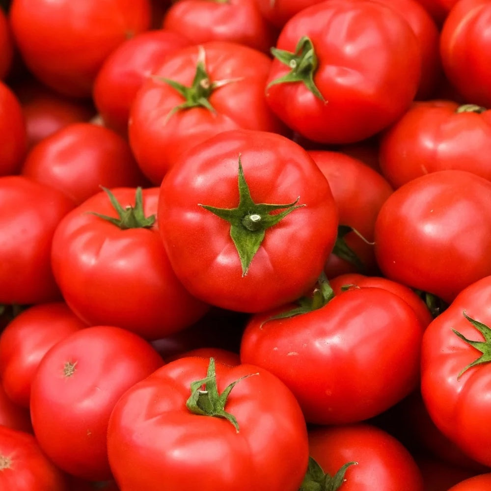 Red Pride Bush Tomato seeds