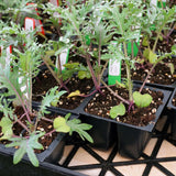 Red Russian Kale Baby Greens seeds