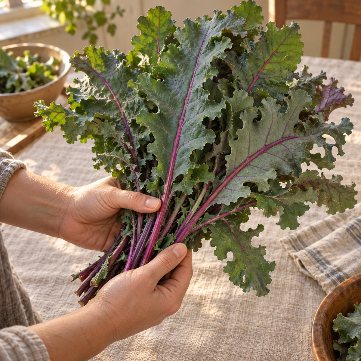 Red Russian Kale Seeds harvest up close