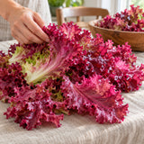 Red Sails Leaf Lettuce Seeds harvest up close