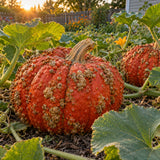 Red Warty Thing Pumpkin Seeds growing in a home garden