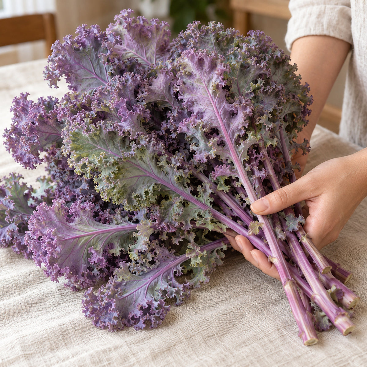 Redbor Kale Seeds harvest up close