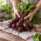 Robin Baby Beet Seeds harvest up close