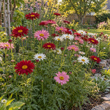 Robinson's Painted Daisy Blend Seeds growing in a home garden