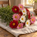 Robinson's Painted Daisy Blend Seeds harvest up close
