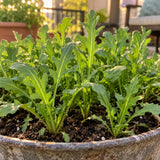 Rocket Arugula Greens Seeds growing in a home garden