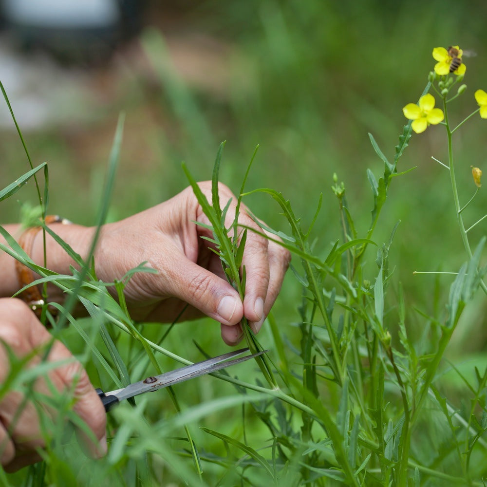 Rocky Wild Arugula seeds