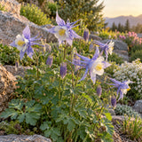Rocky Mountain Blue Columbine Seeds growing in a home garden
