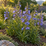 Rocky Mountain Blue Penstemon Seeds growing in a home garden
