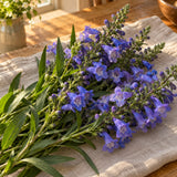 Rocky Mountain Blue Penstemon Seeds harvest up close