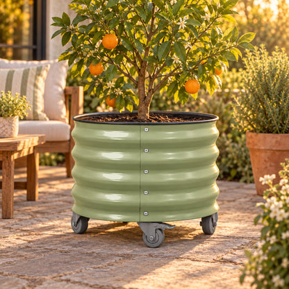 Rolling Citrus Planter, 20 Gallons in use in a home garden